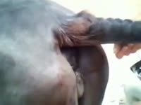 Free beastiality video mare getting fucked